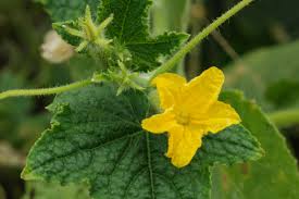 Image result for Cucumis