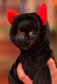 Here Are Seven Ways You Can Say Thanks To Dogs During National Pet Week Cute Baby Animals Baby Animals Funny Baby Animals