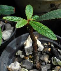 Image result for Eulophia elegans