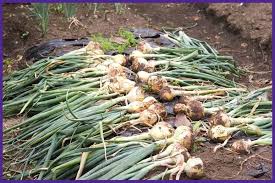Here's how to store onions from the garden to guide you: How To Harvest Onions How To Tell When Onions Are Ready To Harvest Together Time Family
