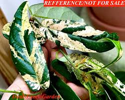 Image result for Fuirena sagittata