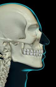 The entire group of bones that make up the head is called the skull and it too can be divided into two 22 and 28 are the most popular answers to this question. The Bones Of The Head And Face By Medicalrf Com