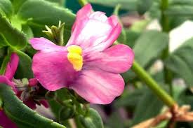 Image result for Nemesia fruticans