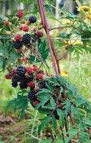 La Culture Du Murier Jardin Potager Jardin Fruitier Cultiver