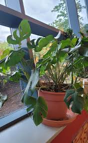 Image result for Pteleopsis anisoptera