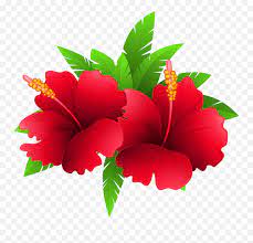 Download high quality hibiscus flower clip art from our collection of 65,000,000 clip art graphics. Hibiscus Clipart Png Transparent Background Tropical Flowers Clipart Hibiscus Flower Png Free Transparent Png Images Pngaaa Com