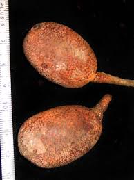 Image result for Hymenaea