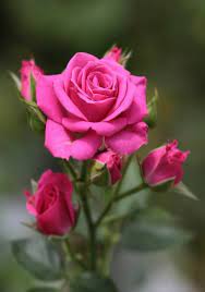 Pin By Anne Gorman On Beautiful Roses Rose Flower Pictures Beautiful Rose Flowers Flower Pictures
