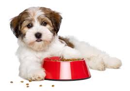 Merrick Dog Food How Much To Feed Video Simply For Dogs