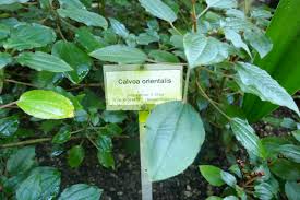 Image result for Calvoa orientalis