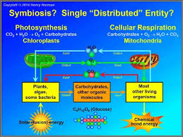 An introduction to cellular respiration. How Is Cellular Respiration And Photosynthesis Linked To A Specific Organelle Within Eukaryotic Cells Quora