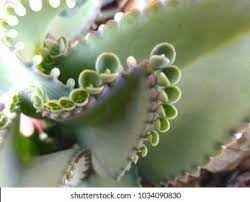 Bab.la is not responsible for their content. Kalanchoe Pinnata Known Daun Setawar Among Stock Photo Edit Now 1034090830