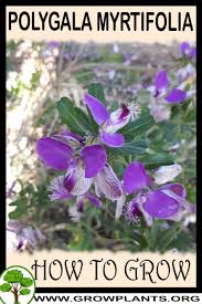 Image result for Polygala