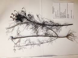 Image result for Rhamphicarpa