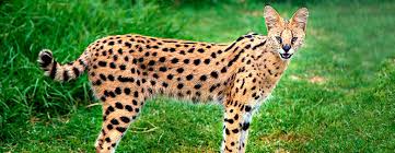 Shampoo (/ʃæmˈpuː/) is a hair care product, typically in the form of a viscous liquid, that is used for cleaning hair. Bengal And Savannah Everything You Ve Ever Wanted To Know Mondou