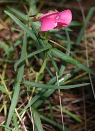 Image result for Sphenostylis