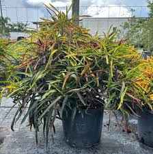 Image result for Keetia zanzibarica