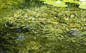 Die Besten Unterwasserpflanzen Fur Den Gartenteich Pflanzen Wasserpflanzen Gartenteich