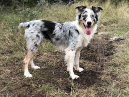 When it comes to looking at the coat of the australian shepherd, one thing that everyone notices is that the length of the hair is not the same. Love My Girl Anyone Else With A Short Haired Aussie Wigglebutts