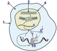 Be sure to include the locations of mrna, trna, each subunit of the ribosome, and once mrna is created through transcription, it is often processed by 5' capping, cleavage and polyadenylation a. Transcription Interactive Tutorial Sciencemusicvideos