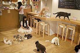 Tokyo S Cat Cafe S A World On Its Own Cat Cafe Japan Cat Cafe Japanese Cat