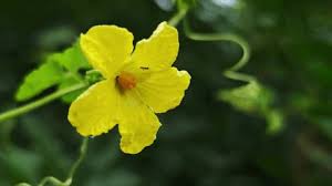 Image result for Hibiscus dongolensis