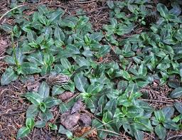 Image result for Goodyera