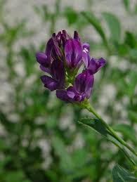Image result for Medicago sativa