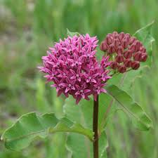 Image result for Asclepias foliosa