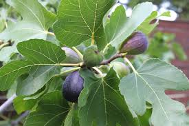 Maybe you would like to learn more about one of these? Fruit Trees Sunnyside Nursery
