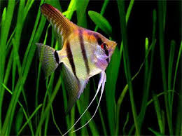 Peixes Ornamentais Acara Bandeira Peixes Exoticos Peixes Ornamentais Peixe Recheado