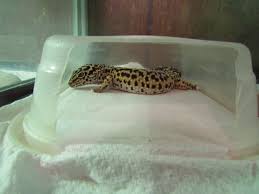 It's true that leopard geckos are crepuscular but from time to time, it's completely normal to catch them sleeping on occasion throughout the night. Leo Leopard Gecko Our Reptile Forum