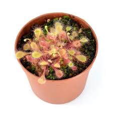 Image result for Drosera natalensis