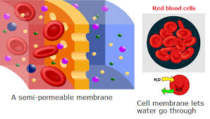 Check spelling or type a new query. Osmosis Biology Notes For Igcse 2014