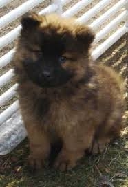 Find puppies in your area and helpful tips and info. 64 Eurasier Puppies Ideas Eurasier Puppies Dogs