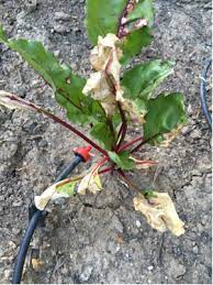 If leaves get too dry they fall off, hence dropping leaves also point to underwatering. Beet Plant Leaves Turning Yellow Brown Gardening Landscaping Stack Exchange
