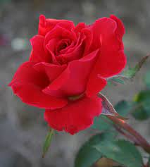 A great combination for any landscape. 31 Dr Griffith Buck Roses Ideas Hybrid Tea Roses Shrub Roses Bloom