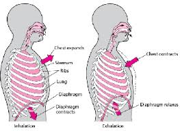 The right kidney is slightly lower due to the presence of liver on the right region of our body. Control Of Breathing Lung And Airway Disorders Msd Manual Consumer Version