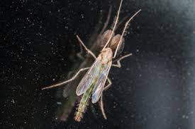 Der faulige geruch zieht die kleinen fliegen an, da sie sich hauptsächlich auf ihren geruchssinn verlassen. Kleine Grune Fliegen Das Richtige Insekt Identifizieren
