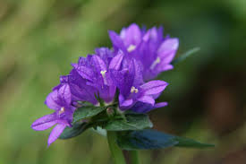 Image result for campanula glomerata