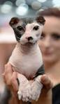 What You Need to Know Before Bringing Home a Sphynx Cat ...