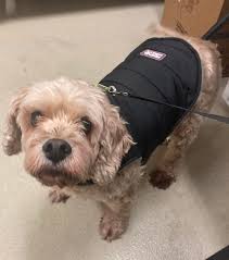 Waggin' Tails Animal Shelter/Cicero Animal Control