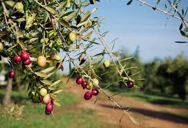 Maybe you would like to learn more about one of these? Origen E Historia Del Aceite De Oliva Aljaoliva