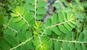 Obat Sakit Gigi Berlubang Dengan Meniran Daun Pohon Herbal