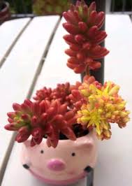 Watch for orange flowers in the summer. 15 Stunning Pink Succulents You Would Love With Pictures Succulent Plant Care