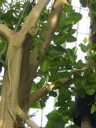 Image result for Ficus trichopoda