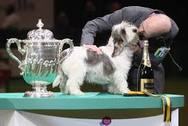 Résultat de recherche d'images pour "dog show"