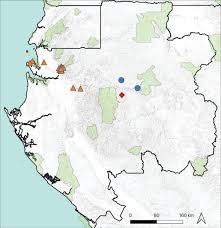 Image result for Englerodendron