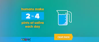 Producing a lot of saliva. 10 Drooling Facts About Baby Drool Tootris Education Center