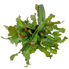 Image result for Rastrophyllum pinnatipartitum